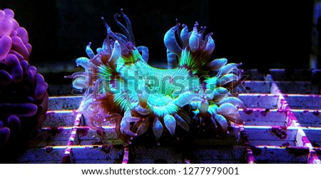 Elegance Coral LPS - Catalapyllia jardinei
