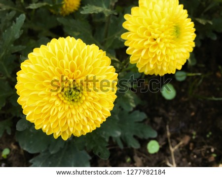 Amazing  beautiful  Marigold Flowers Pictures. These flowers are also called as English Marigold or Common Marigold flowers. These flowers species belong to Calendula officinalis plant family.