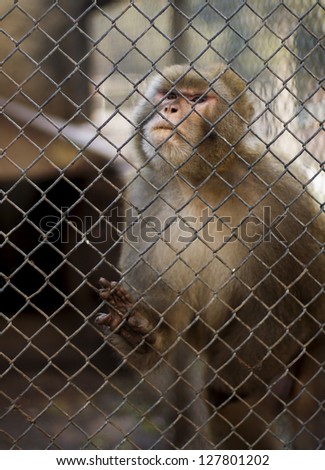 Looking Sad  Zoo Monkey