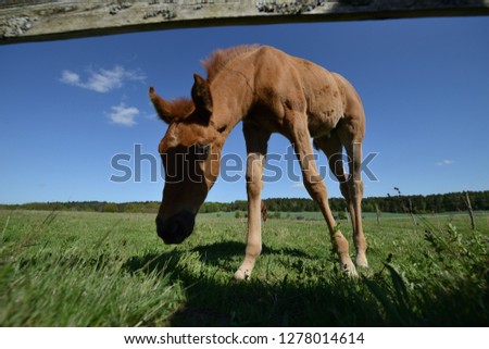 little young foal alone on the pasture, Foals on rickety legs in spring