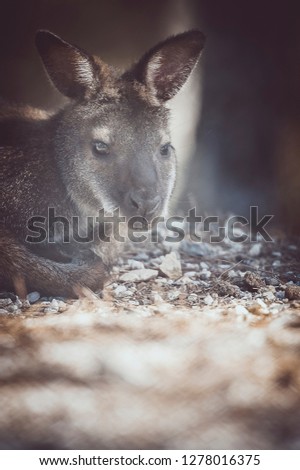 Bennet's Wallaby in the wild