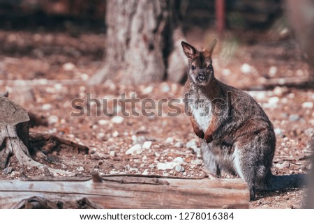 Bennet's Wallaby in the wild