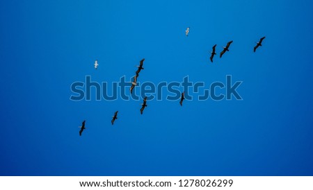 Birds in the air