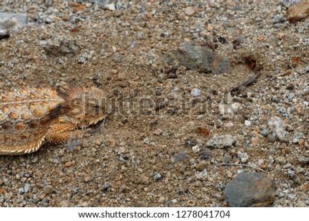 A horned lizard sits at the entrance of a fire ant hole and consume the passing ants.
