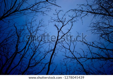 Night mysterious landscape in cold tones - silhouettes of the bare tree branches against dramatic cloudy sky