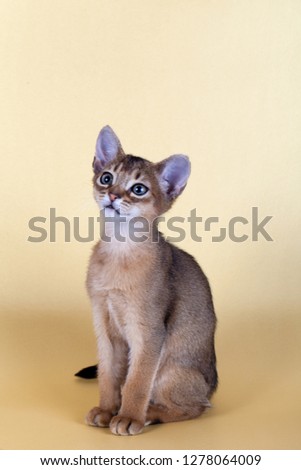 An little male  abyssinian ruddy cat, kitty on a yellow background.