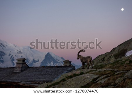 mountain goat and the moon
