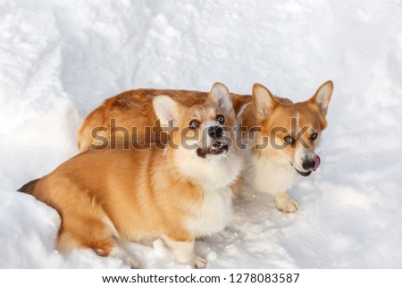 Two dogs Welsh Corgi cardigan plays in winter on snow for a walk