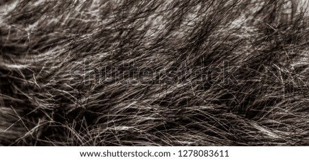 dark, long wool with white top texture background, dark natural wool, white seamless cotton, fluffy fur texture for designers  