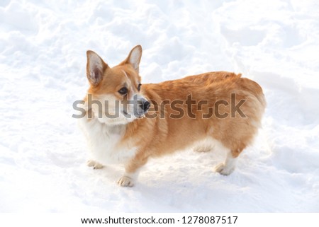 Dog Welsh Corgi cardigan plays in the winter in the snow for a walk