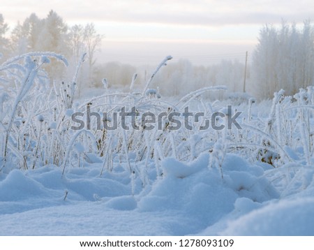 Large drifts of snow. Plants in snow. Twilight, beautiful light. Cold, winter