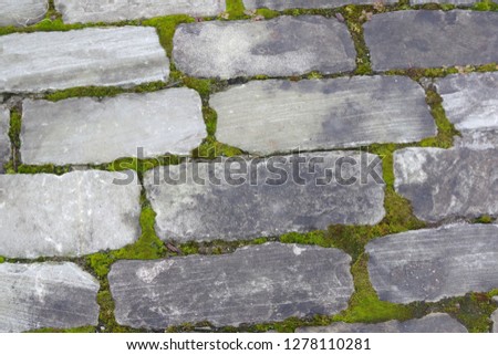 Rustic sidewalk-green moss growing between gray stones closeup