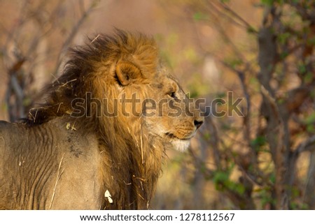 African Lion (Panthera leo), male. Savuti, Chobe National Park, Botswana.