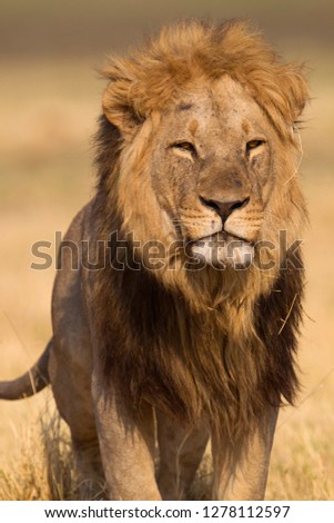 African Lion (Panthera leo), male. Savuti, Chobe National Park, Botswana.