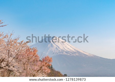 Mt. Fuji japan in spring season and pink cherry blossom tree.