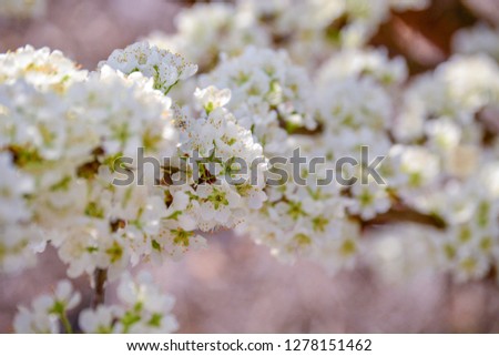 Plum Tree Branch full of flower bunches in Spring Time