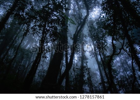 silhouette of plant in the scary forest