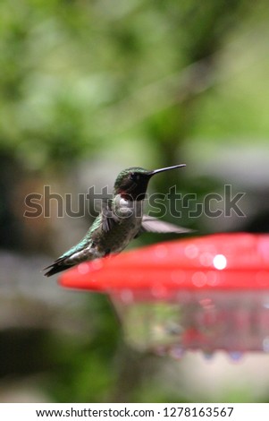 Ruby-Throated hummingbird comes in for a landing at a feeder