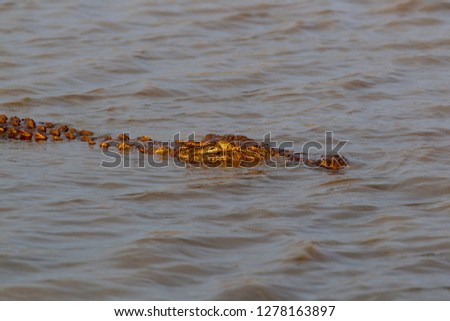 Nile crocodile (Crocodylus niloticus), Kruger National Park, South Africa.