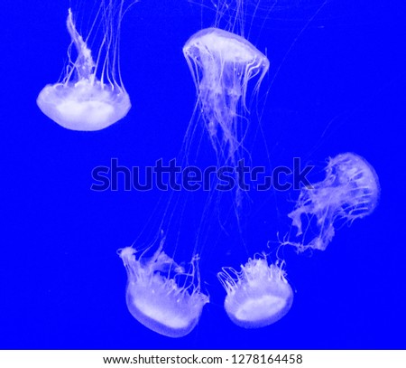 FIVE BEAUTIFUL TRANSPARENT JELLYFISH HEAD DOWN SWIMMING IN THE SEAWATER OF AN AQUARIUM ON A BLUE BACKGROUND. SQUARE PHOTO