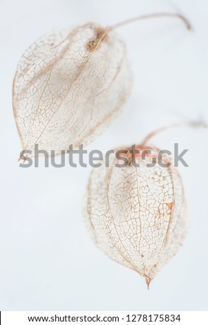 Physalis skeletons on white background, vertical picture