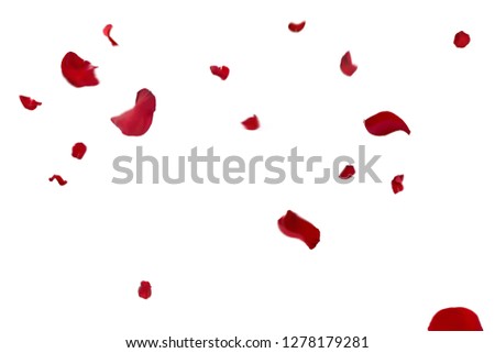 valentine background with falling red rose petals on white  Repeatable rose petals in red, studio photographed with depth of field, isolated on white