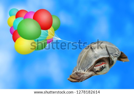 Amusing turtle is flying on multicolor air balloons in blue sky background with copy space. Funny animal close-up. Paratrooper in sky. Parachuting. Amazing happy turtle is having fun. Animal skydiver.