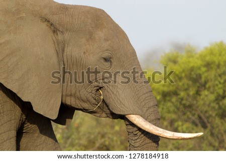 African Elephant (Loxodonta africana),  eating, Kruger National Park, South Africa.