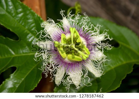 Macro photography of a passion fruit flower. Captured in a garden of the Andean mountains of central Colombia.