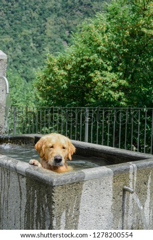 A lovely dog cooling off in a public fountain on a hot summer's day