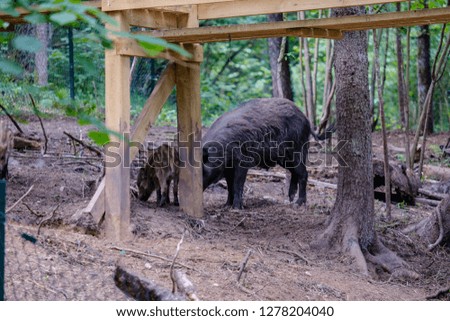wild boar pig looking for food in reservation in nature park