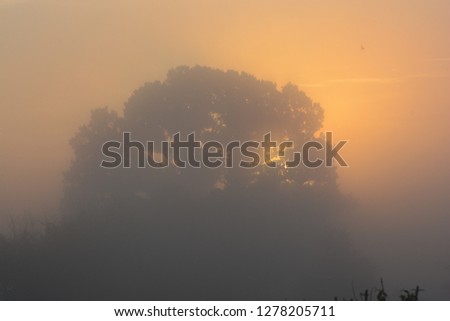 Sunrise Oak Tree 2
