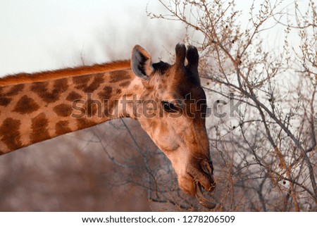 Giraffe (Giraffa camelopardalis), Kruger National Park, South Africa.
