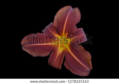 Purple Blackout Flower