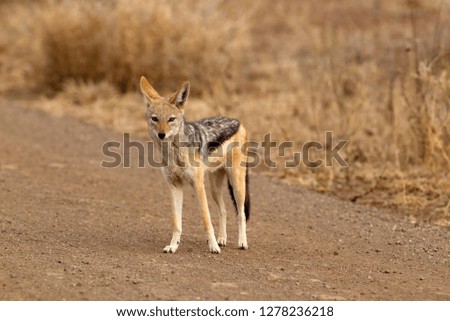 Black-backed Jackal (Canis mesomelas), Kruger Natiopnal Park, South Africa.