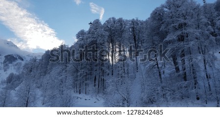 Snow forest at Rosa Khutor (Krasnaya Polyana), Sochi, Russia.