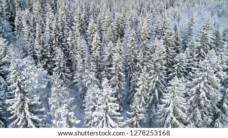 Aerial view of beautiful covered fir trees. Winter time in FInland