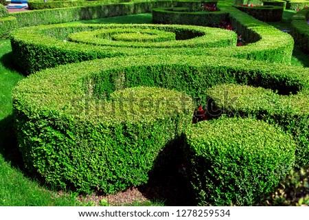 Hedge landscape design with trimmed bushes and circles and spirals planted in different patterns.