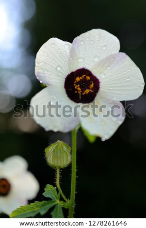 beautiful white spring flower on dark backgrounds