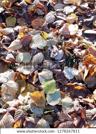 Carpet of colorful dry fallen leaves