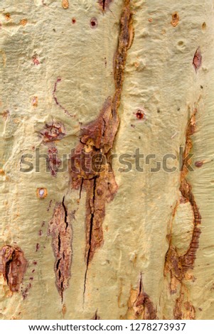 Bark detail of Fever tree (Acacia xanthophloea), Kruger National Park, South Africa.