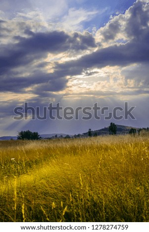 Tall grass and stormy sky against the light.