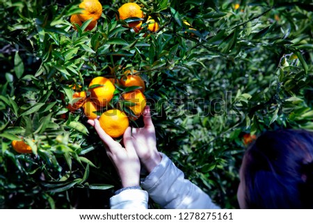 Girl holding tangerines in her hands. 