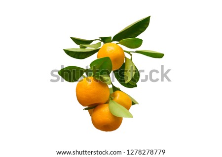Branch with ripe fruits of Calamondin. Orange round citrus fruits with green leaves. Close up, isolated on white background Royalty-Free Stock Photo #1278278779