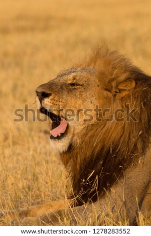 African lion (Panthera leo), male, Savuti, Chobe National Park, Botswana.