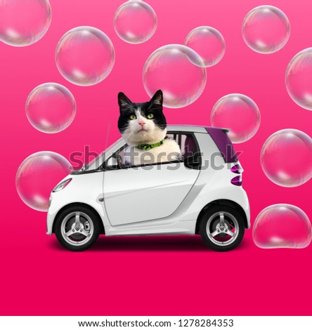 Funny art collage. Concept Cat sitting on the car on pink background.