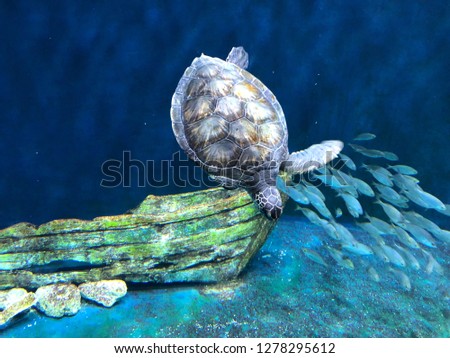 Loggerhead turtle swimming under water animal wildlife 