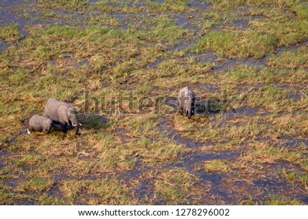 African Elephants (Loxodonta africana), roaming in a freshwater marsh, aerial view, Okavango Delta, Botswana.
The Okavango Delta is home to a rich array of wildlife.
