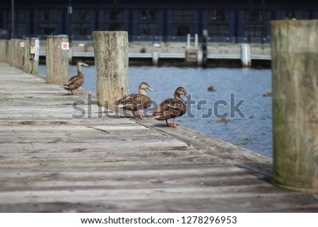 Ducks in Baltimore