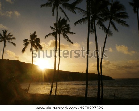Palm Trees at Sunrise
